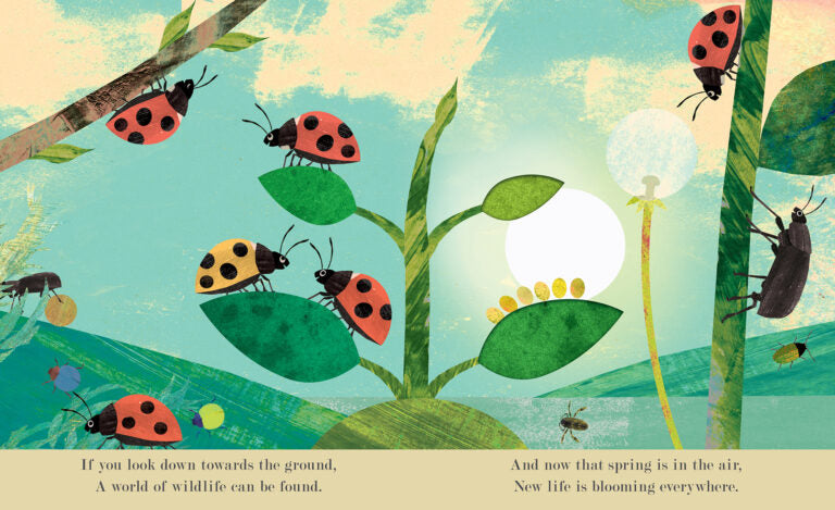 Bugs | Patricia Hegarty