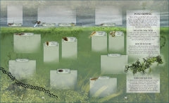 The Nature Explorer’s Scrapbook