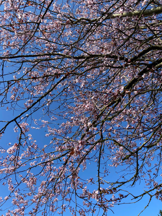 cherry blossom simple tips for self care