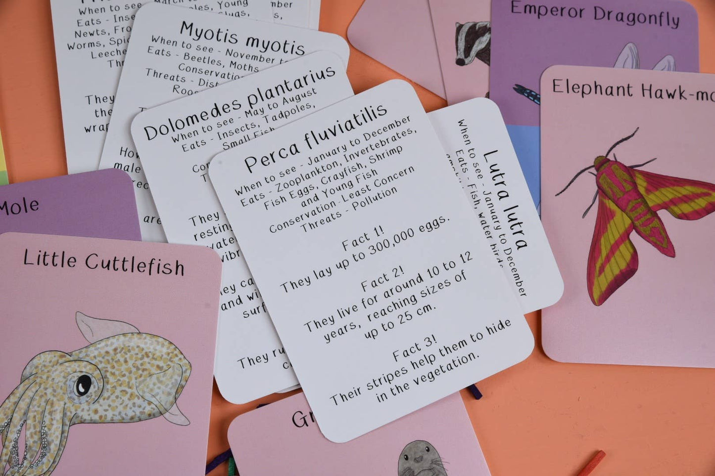 Amazing Animals of the British Isles Fact Cards