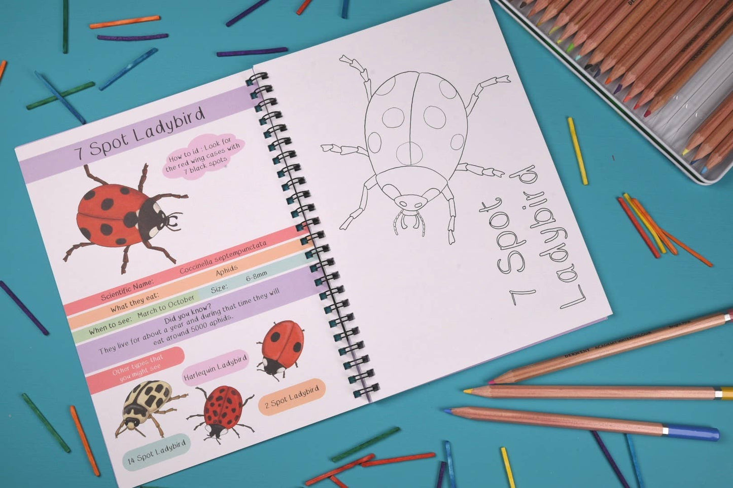 Amazing British Bugs Fact and Activity Book 