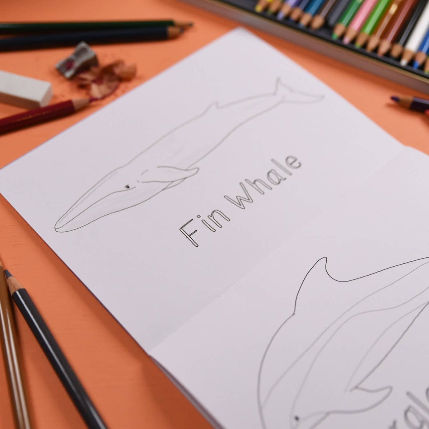 Amazing Whales and Dolphins Colouring Book