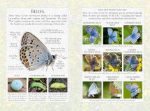 The Little Book of Butterflies | Andrea Pinnington & Caz Buckingham