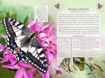 The Little Book of Butterflies | Andrea Pinnington & Caz Buckingham
